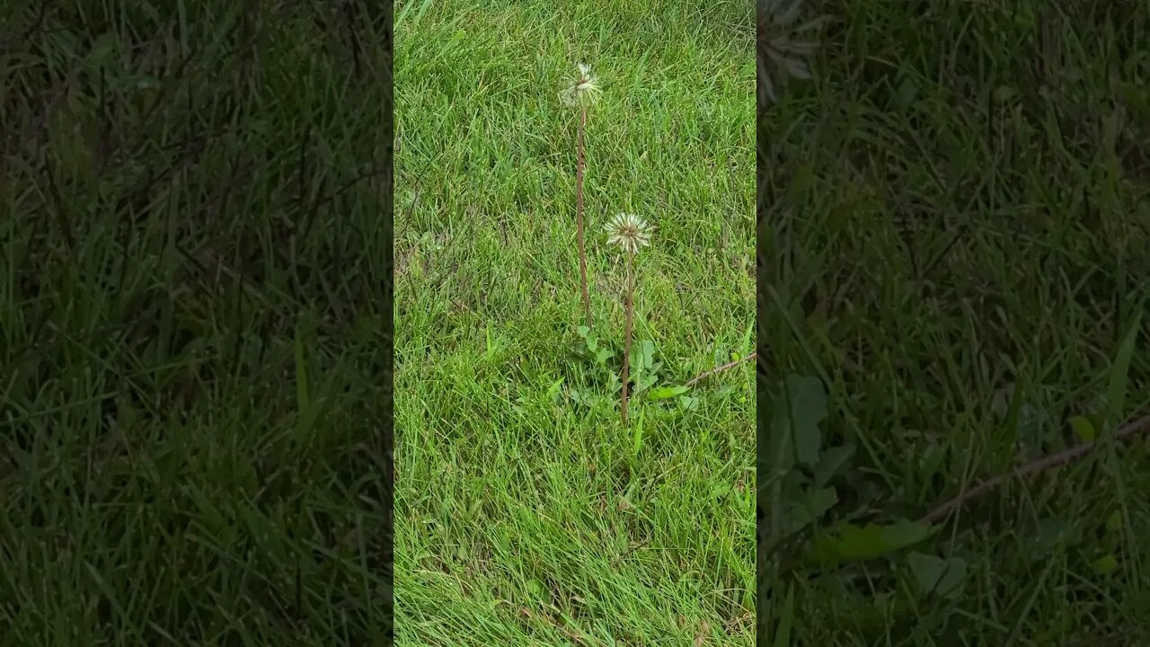 twin dandelion #shorts