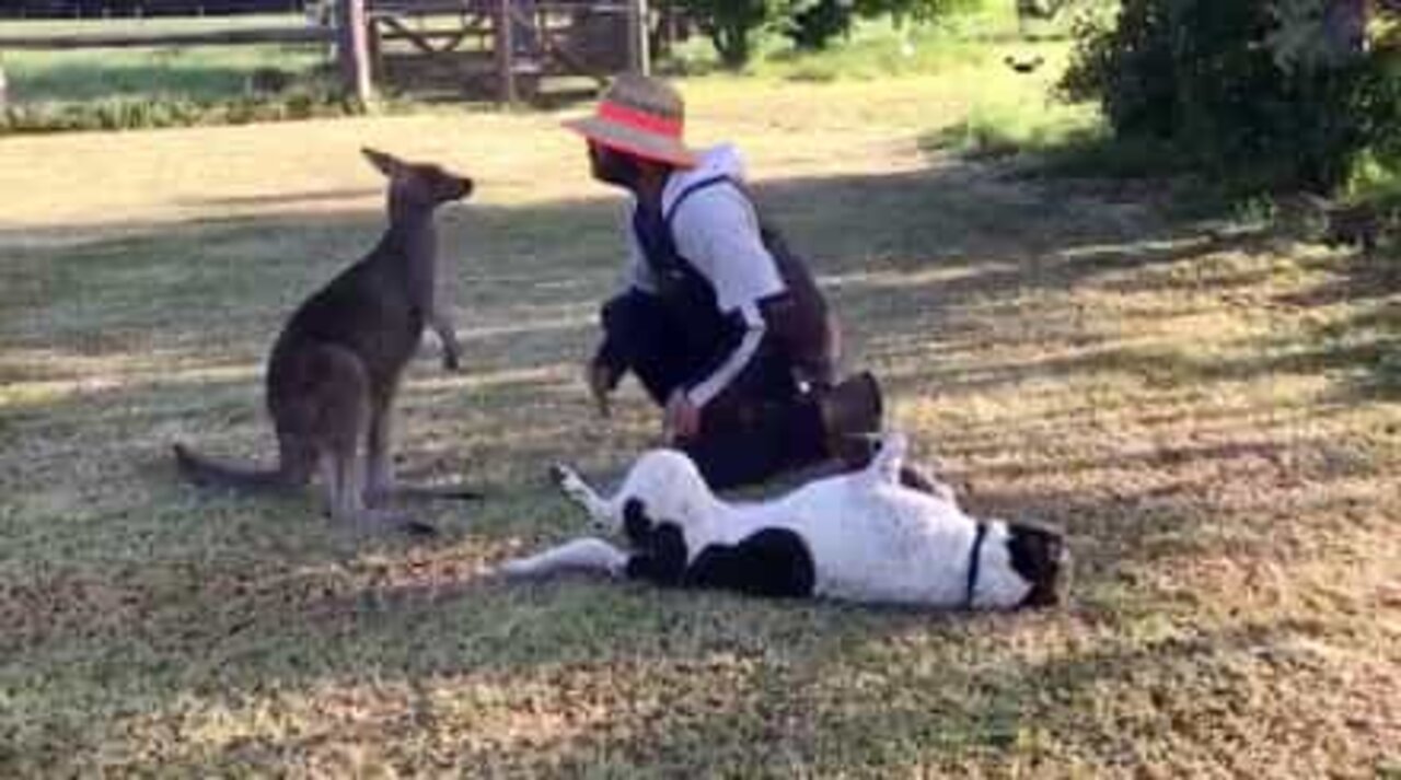 This cute kangaroo thinks he's a dog