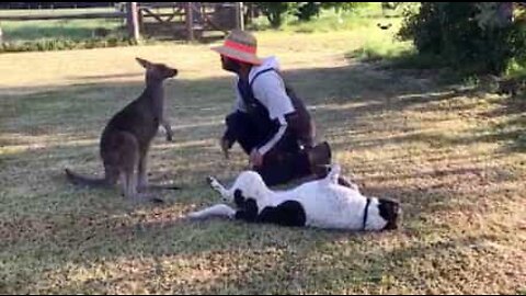 This cute kangaroo thinks he's a dog