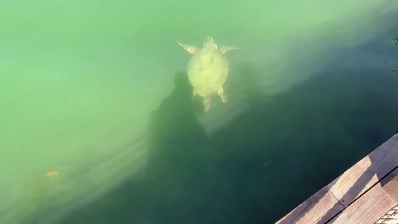 4ft WILD LOGGERHEAD TURTLE AT DALYAN TURKEY