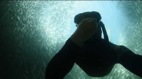 Un plongeur nage parmi un immense banc de poissons