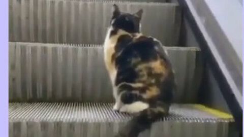 Cat Using Escalators