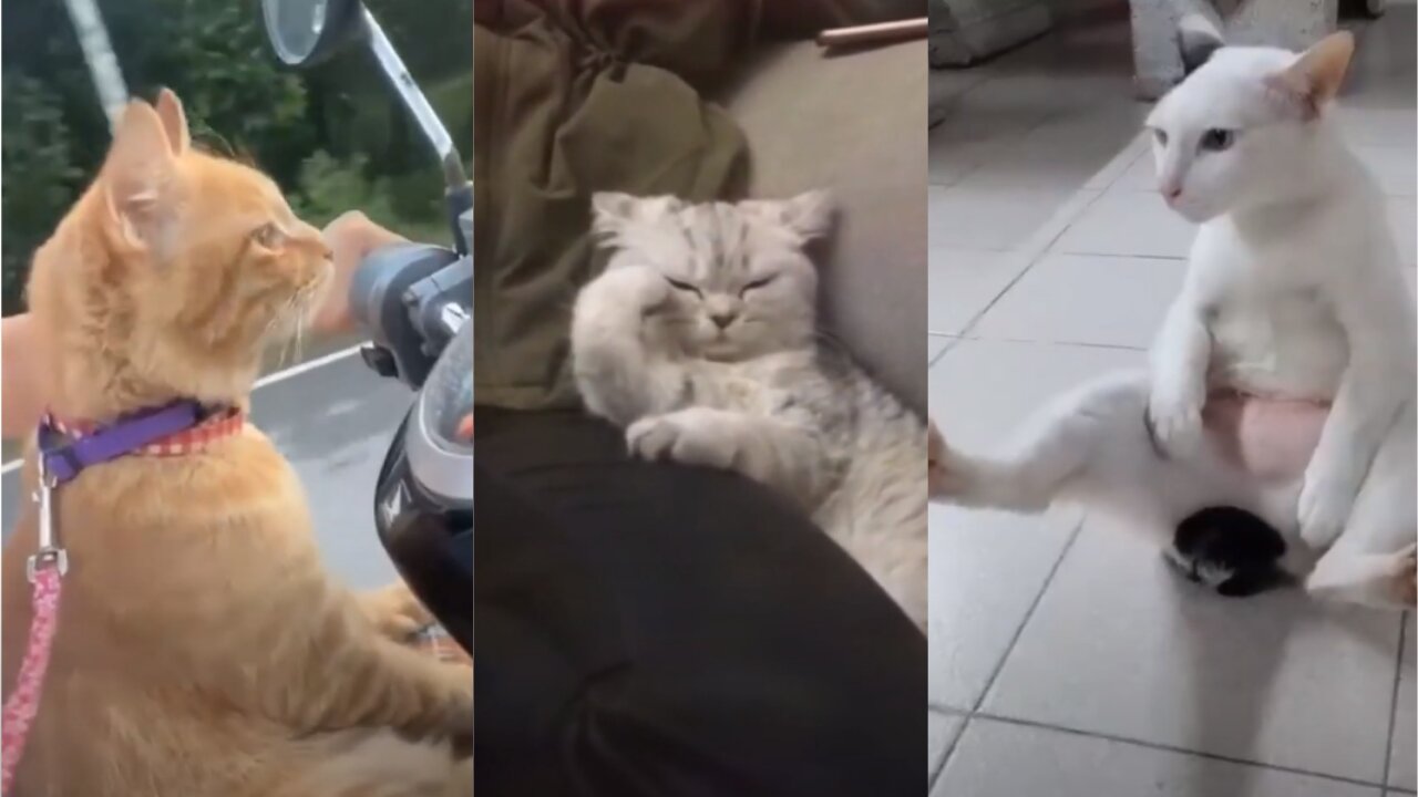 Best Funny Cat Videos 🤓 Cat Videos Compilation 😍