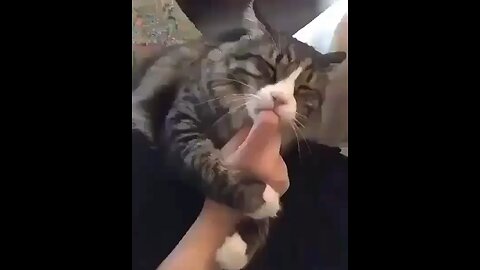 Funny cat