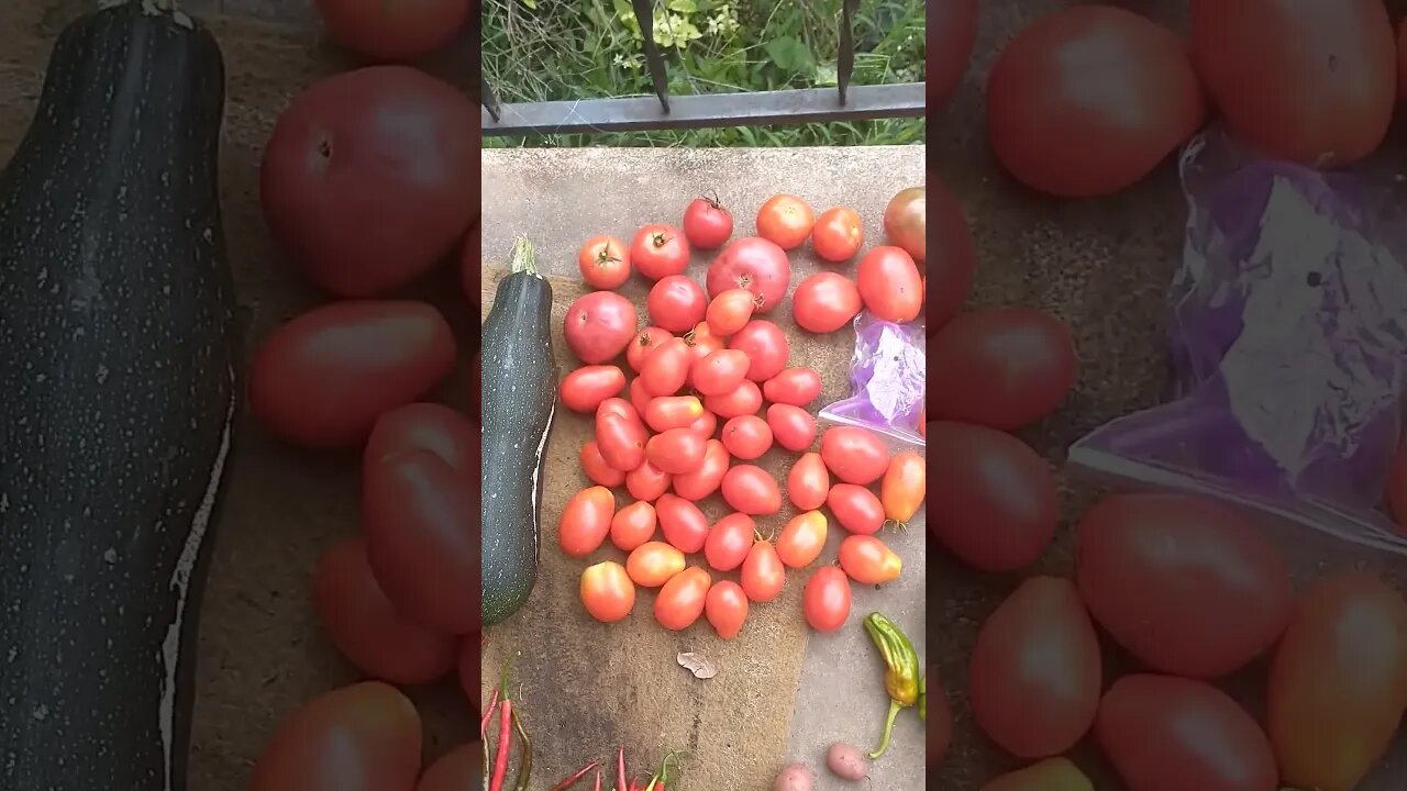 Garden Harvest for the week of August 27th 2023 #everybitcountschallenge #gardenharvest