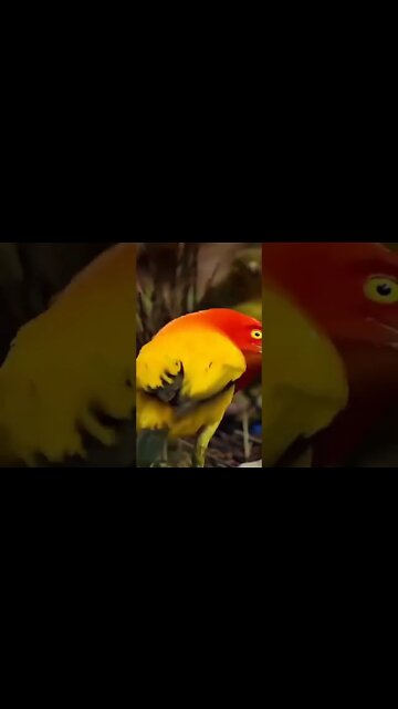 Beautiful Bird Playing In Nature 💞#Shorts #ytshorts #UbertainmentFun #Bird #Animals #Fun
