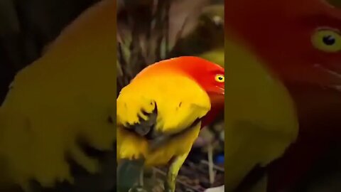 Beautiful Bird Playing In Nature 💞#Shorts #ytshorts #UbertainmentFun #Bird #Animals #Fun