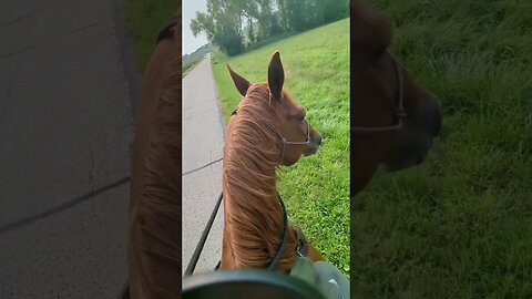 Cajun Horse Scared of Sheep (short version)