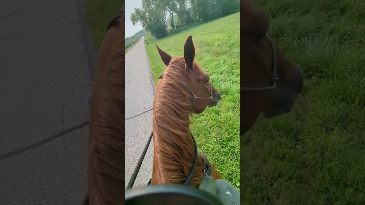 Cajun Horse Scared of Sheep (short version)