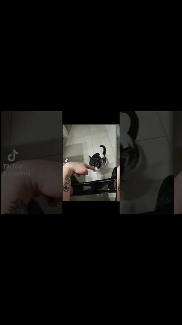 trag o cacare uda #zorro #cat #kitty #moo #cow #jmek #caras #splashipula #gibelio #hemoroid #veceu