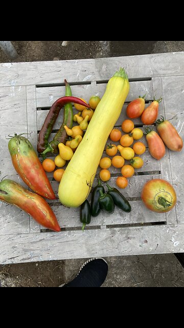 Tomatoes, and peppers, and squash. Oh my!