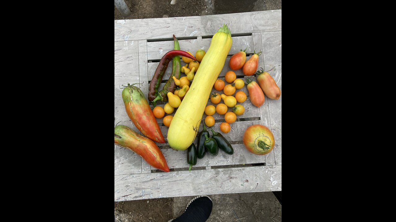 Tomatoes, and peppers, and squash. Oh my!