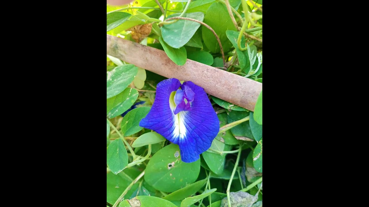 Butterfly Pea flower Vine #shorts