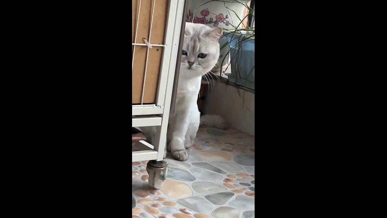 Cute cat watching rat