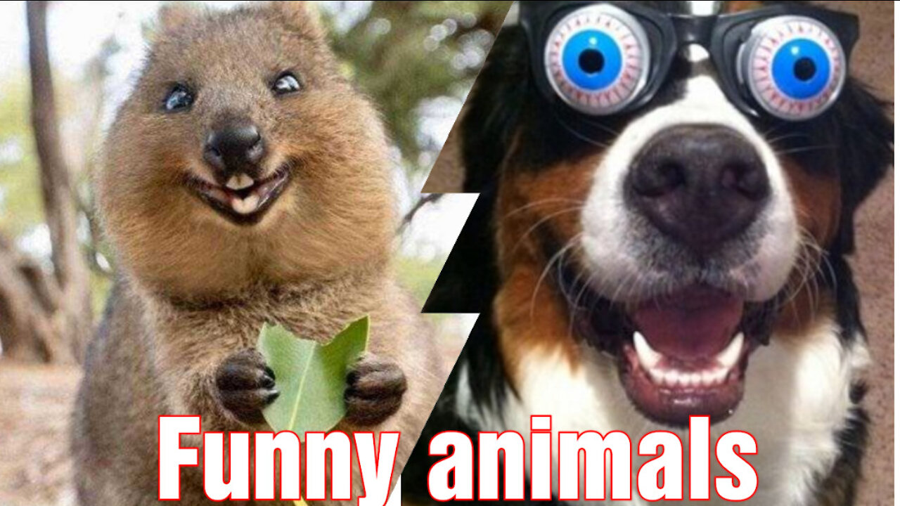 Look how these animals go crazy ( very funny ) try not to laugh!