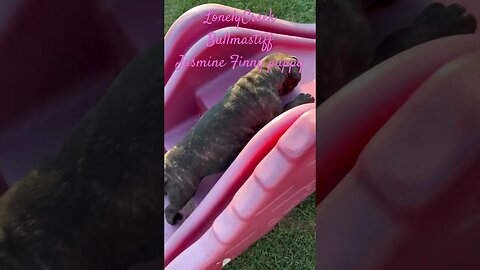 Jasmine learning to slide ! LonelyCreek Bullmastiffs, #CutePuppy #AdorablePuppy #BullmastiffPuppy