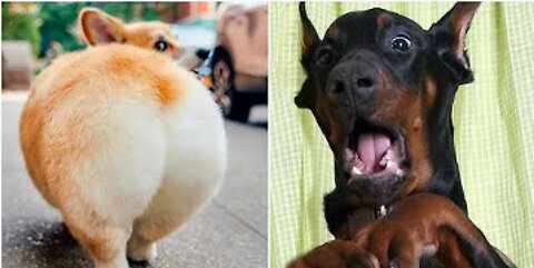 Ultimate Funny Dogs Compilation Most Viral DOGS on the internet