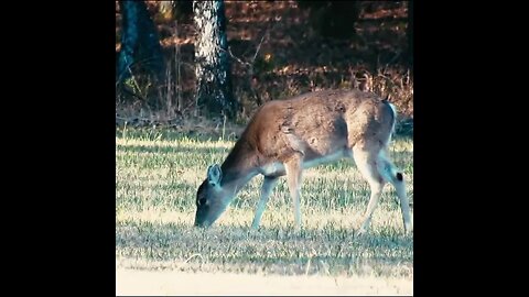 Deer in a field