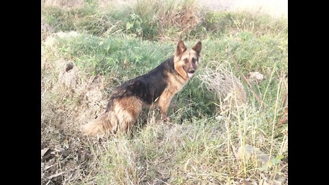 German Shepherd dog , Looks Dirty because of summer 💦