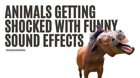 Animals Getting Shocked with Funny Sound Effects!!