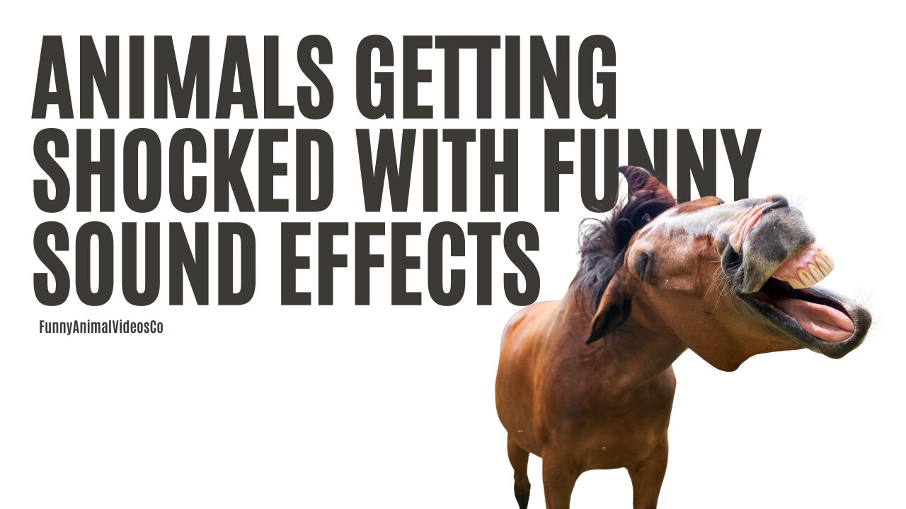 Animals Getting Shocked with Funny Sound Effects!!