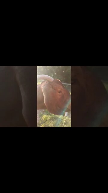 Baby goats are the best ❤️ #thedenmanhomestead #babygoats