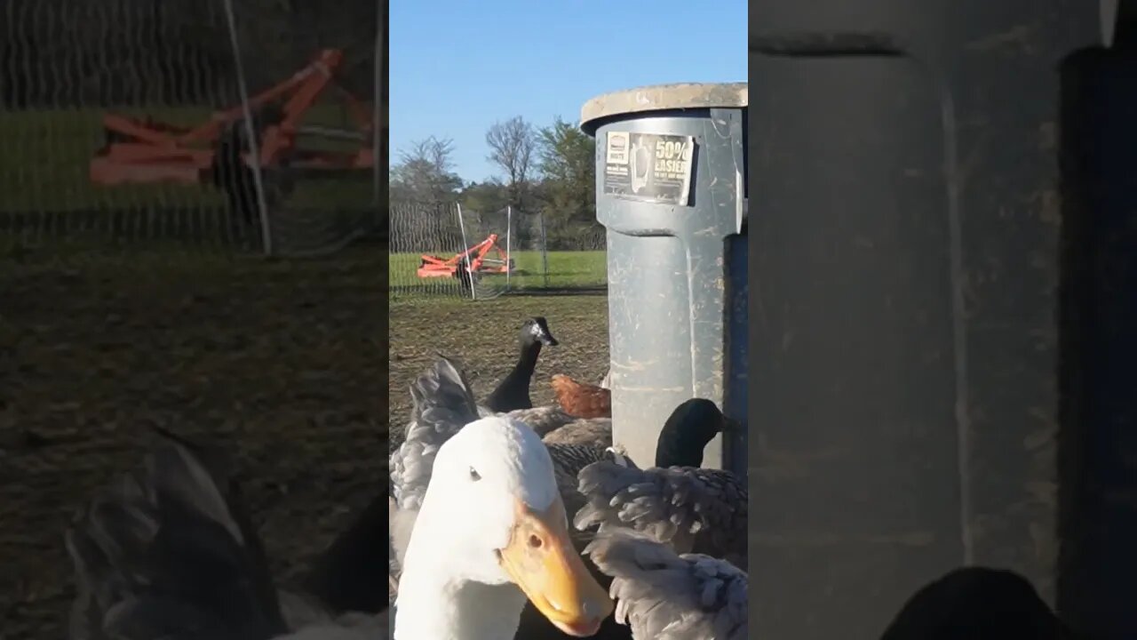 he says hi #shorts #video #ducks #chickens #farm #homestead