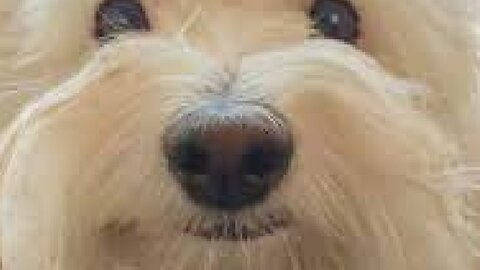 Dogs are friendly [minecraft[(2021)