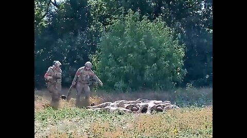 Ukrainians being collected from the bushes in Kursk