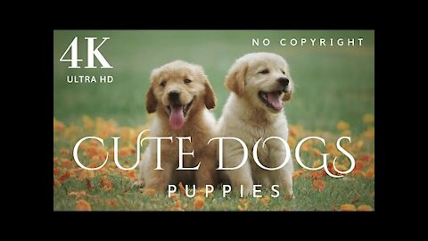 DOGS _ Cute DOGS & PUPPIES 4K Ultra HD _ Happy Ambient Music - Upbeat Instrumental _ No Copyright