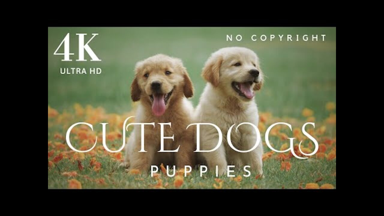 DOGS _ Cute DOGS & PUPPIES 4K Ultra HD _ Happy Ambient Music - Upbeat Instrumental _ No Copyright