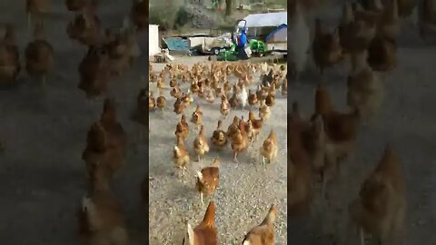#chickens #layers #freerange #homesteading #homestead #farmanimals #farm #farmlife #layinghens