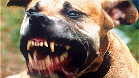 14 Most Aggressive Guard Dogs in the World