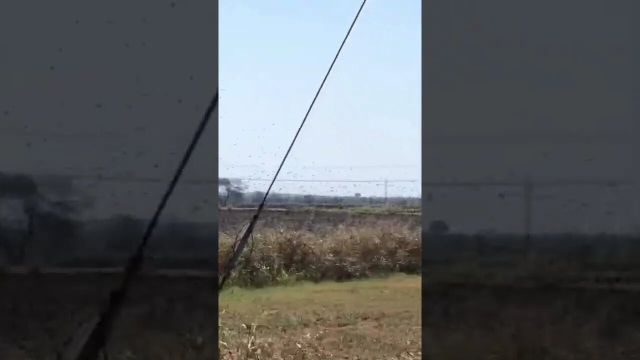 BIRD SWARM Gainesville Texas -everything is bigger in Texas