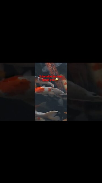 Relaxing with fish in pond. #shorts #fish