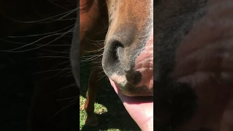 Brumby cuddles