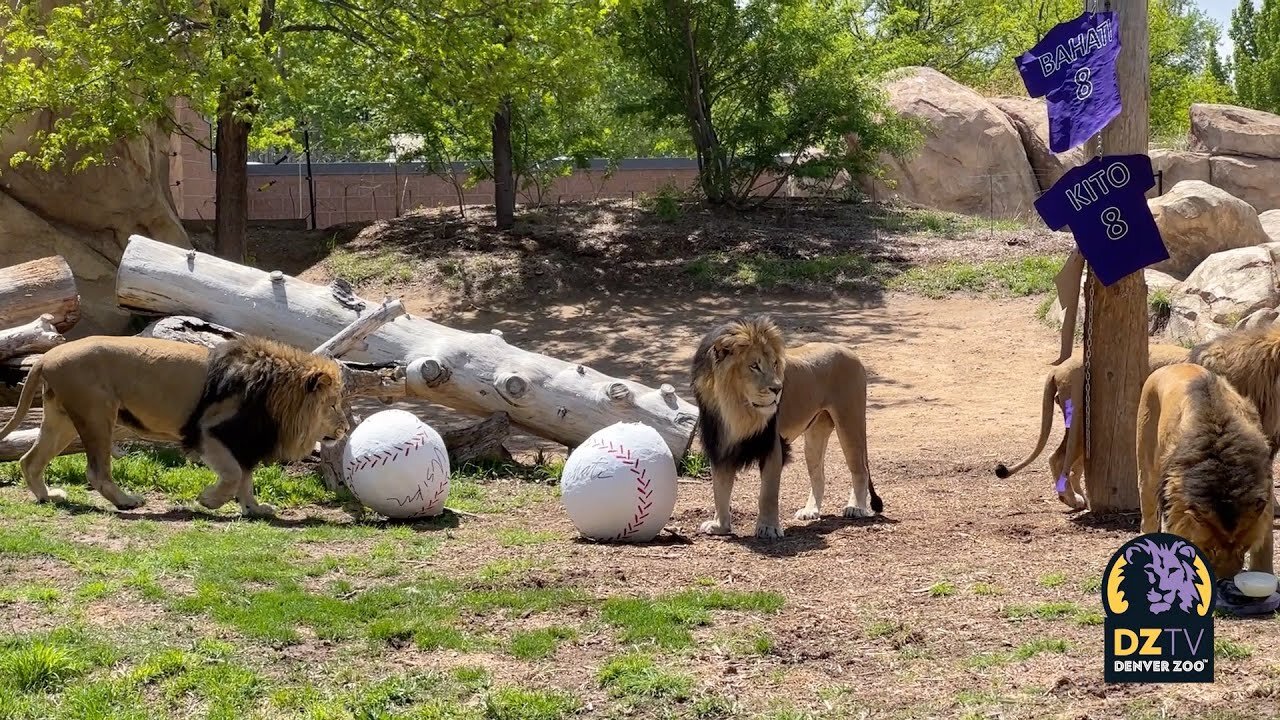 Happy 8th Birthday to our African Lion Brothers!