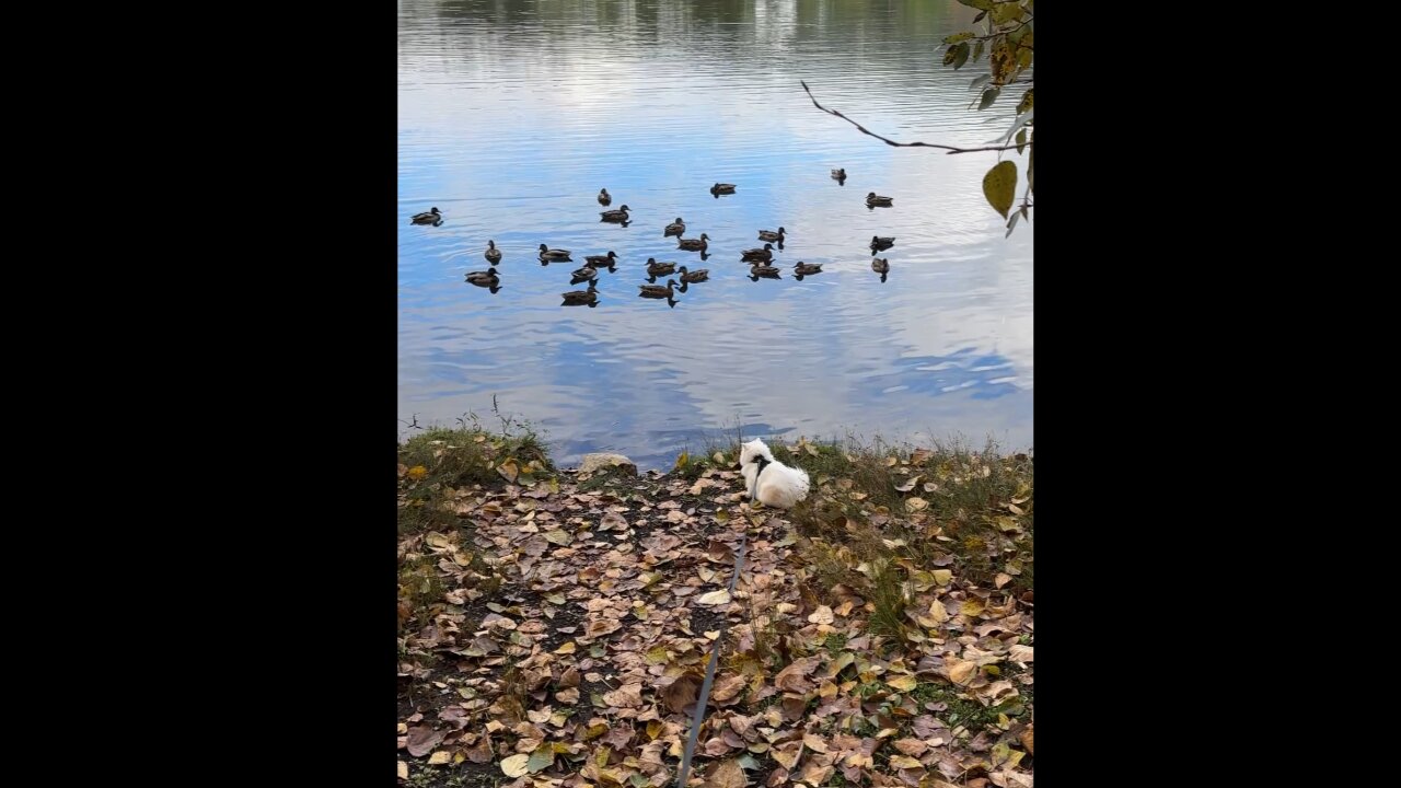 Cat Enjoys Lazy Day of Duck Watching