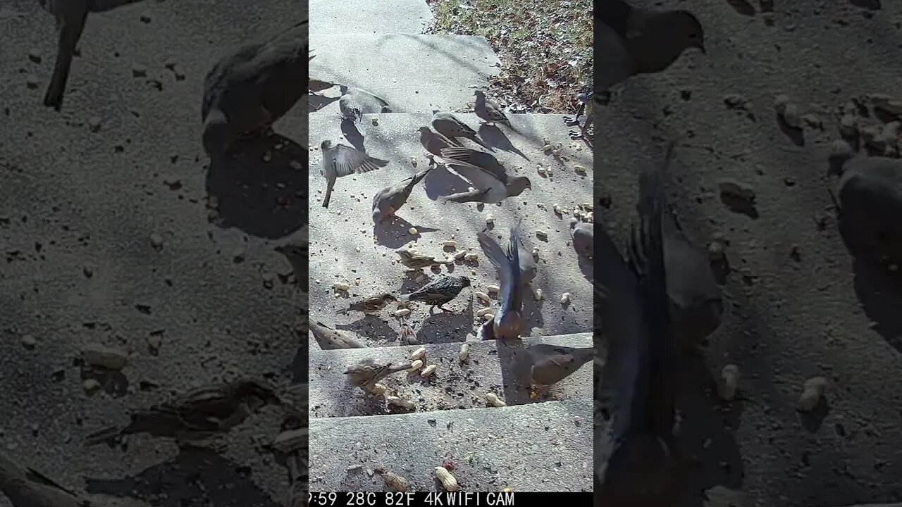 Lots Of Birds Visit #Shorts 🌲