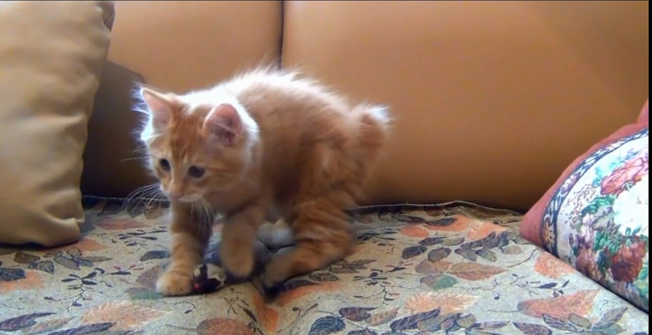 Very Cute Little #Kitten & Toy #Mouse - #Comedy