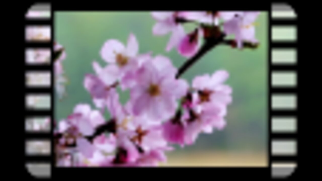 Beautiful flowers, Relaxing Flowers with music