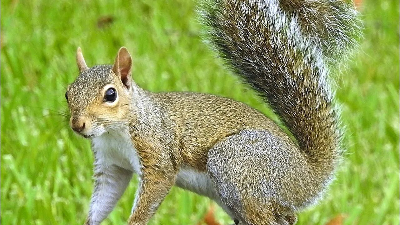 Nutty the squirrel original