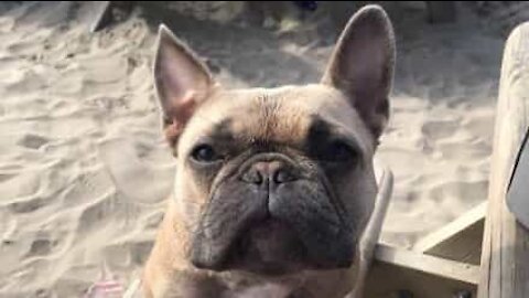 Ce chien creuse sur la plage, à la recherche de sa balle de sable