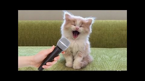 Funny animals video, kitten cat funny video, funny cats and dogs