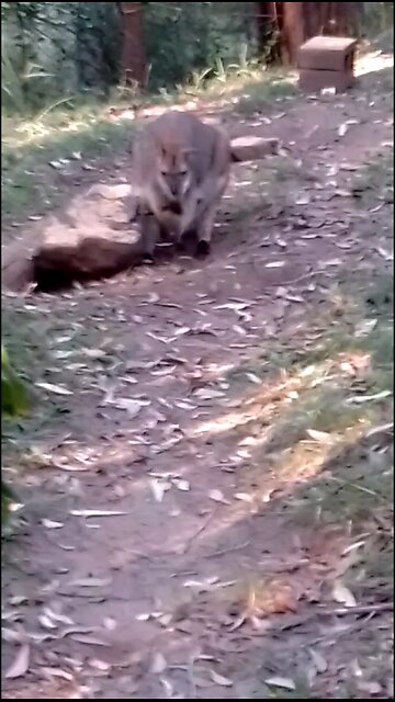 1 Kookaburra,1 Bush Turkey 🦃 Kinky Girl🦘 and Her Baby 🍼 😍
