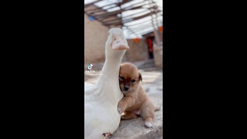 The Adventures Of Pup And Duck