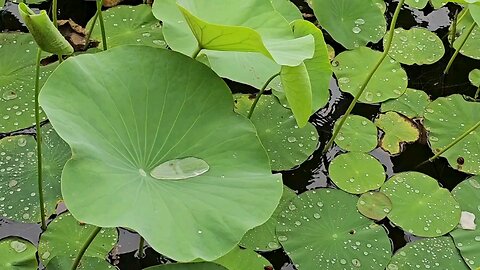 "Nelumbo nucifera: The Sacred Beauty of the Lotus plant"