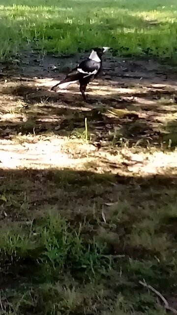 I don't think that this Magpie will let me join the choir. Unimpressed.