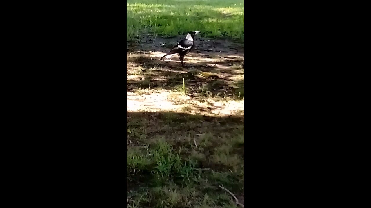 I don't think that this Magpie will let me join the choir. Unimpressed.