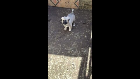 kangal puppy soundoff.